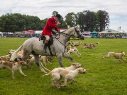 Cotswold Show Hounds